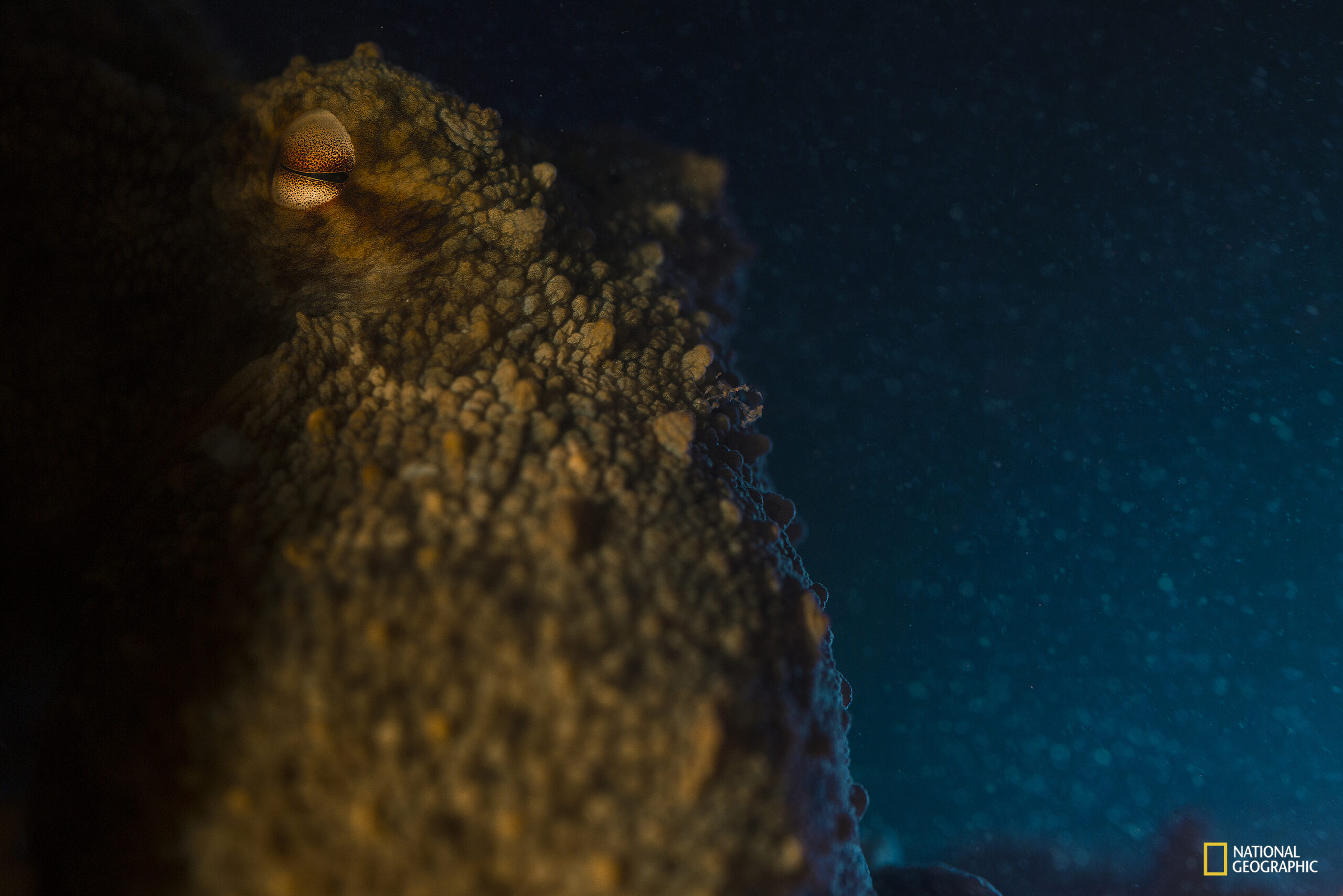 octopus photo by flavio oliva National Geographic Magazine