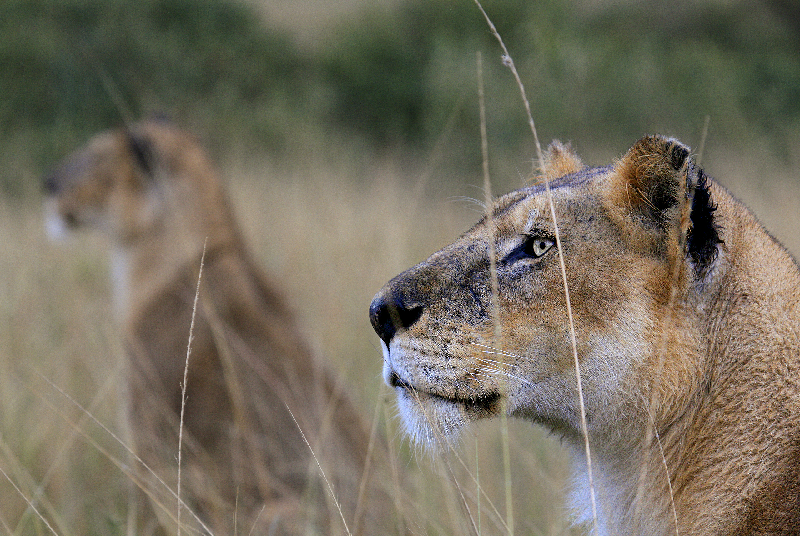 lions roaring rain kenya tanzania reportage flavio_oliva_documentarist_director