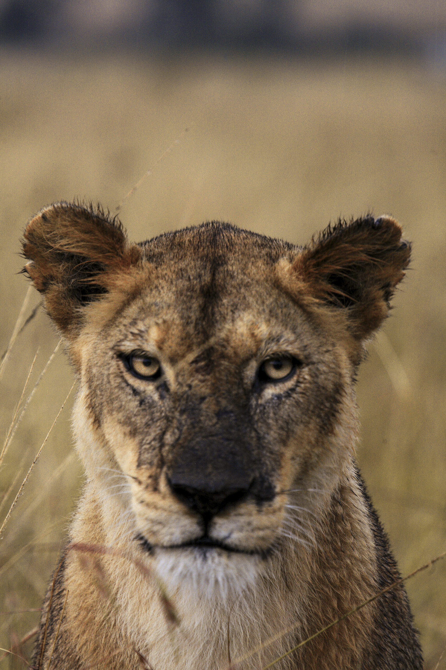 lions roaring rain kenya tanzania reportage flavio_oliva_documentarist_director