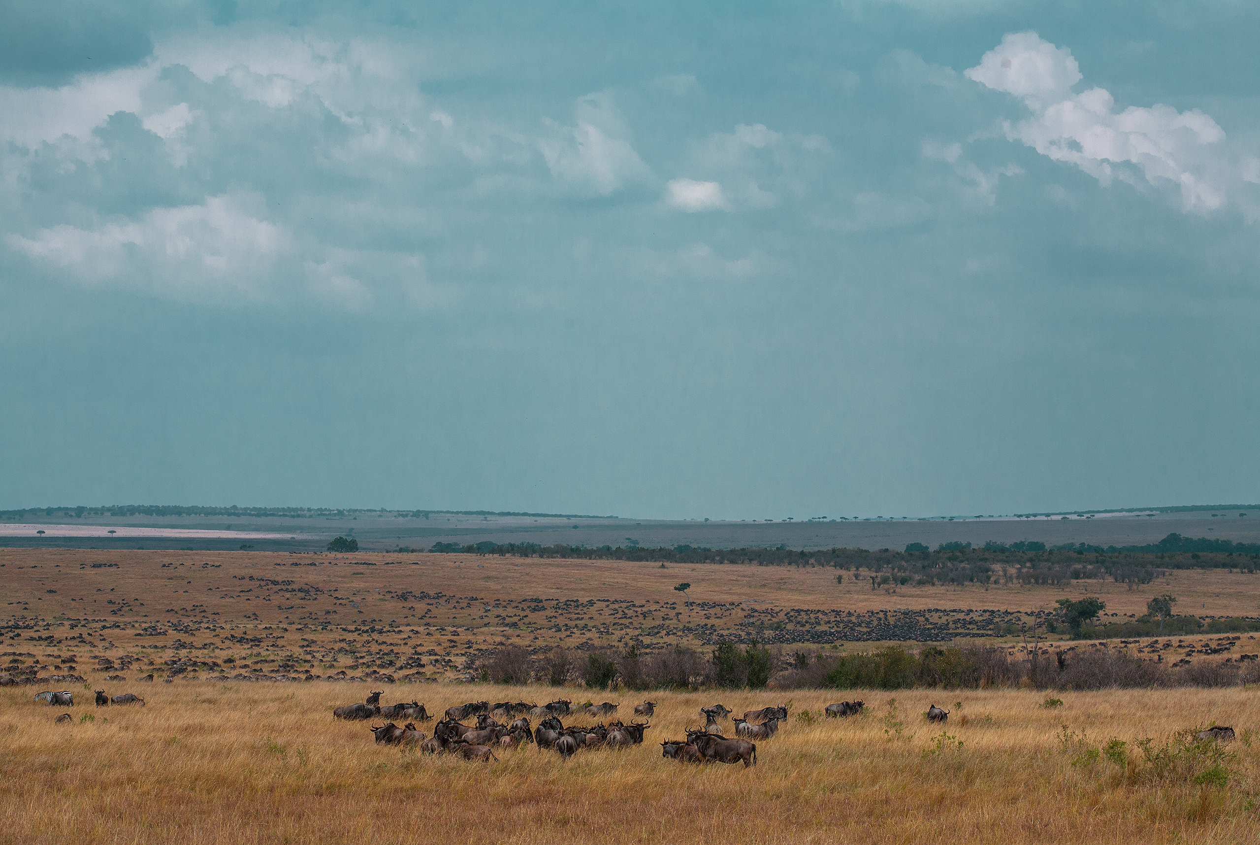 lions roaring rain kenya tanzania reportage flavio_oliva_documentarist_director