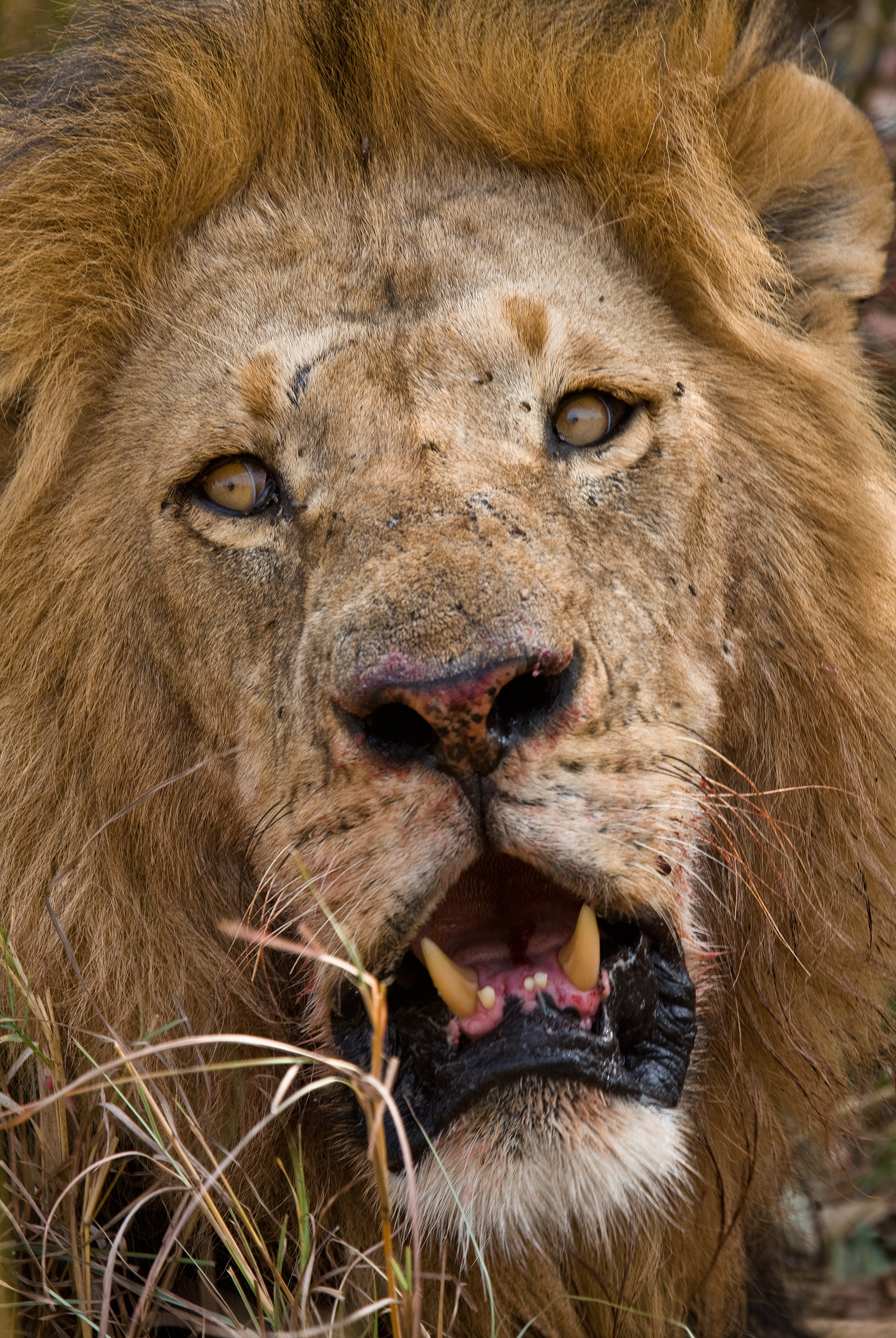 lions roaring rain kenya tanzania reportage flavio_oliva_documentarist_director