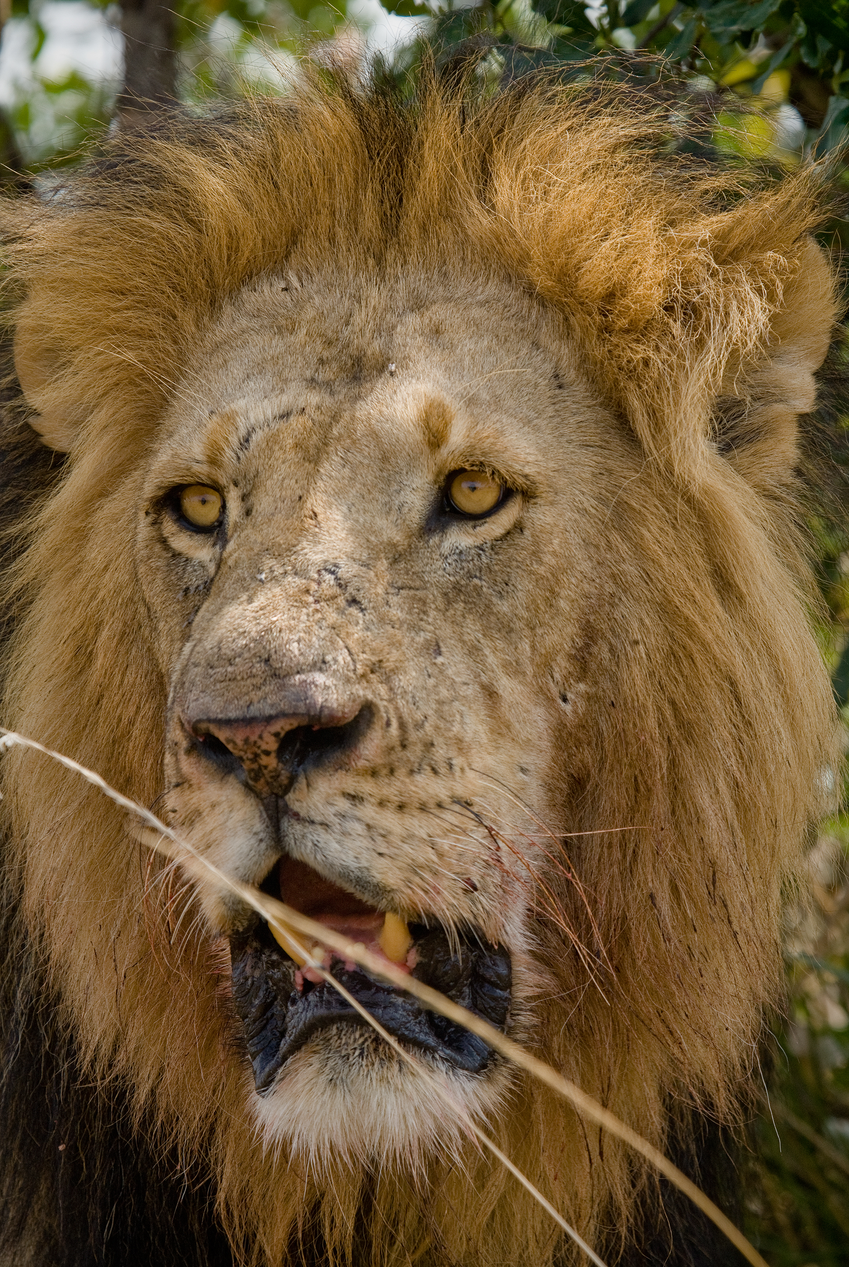 lions roaring rain kenya tanzania reportage flavio_oliva_documentarist_director