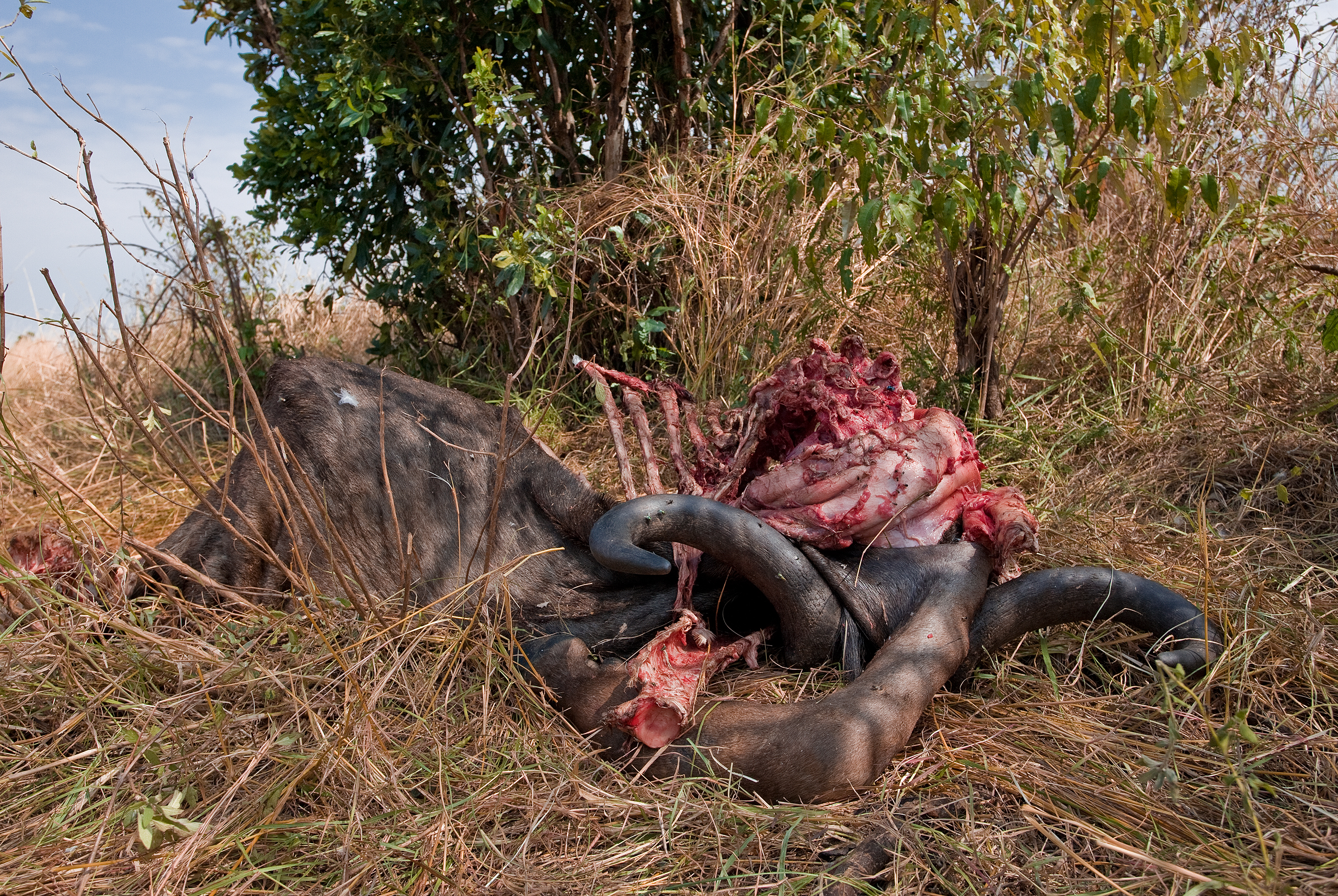 lions roaring rain kenya tanzania reportage flavio_oliva_documentarist_director