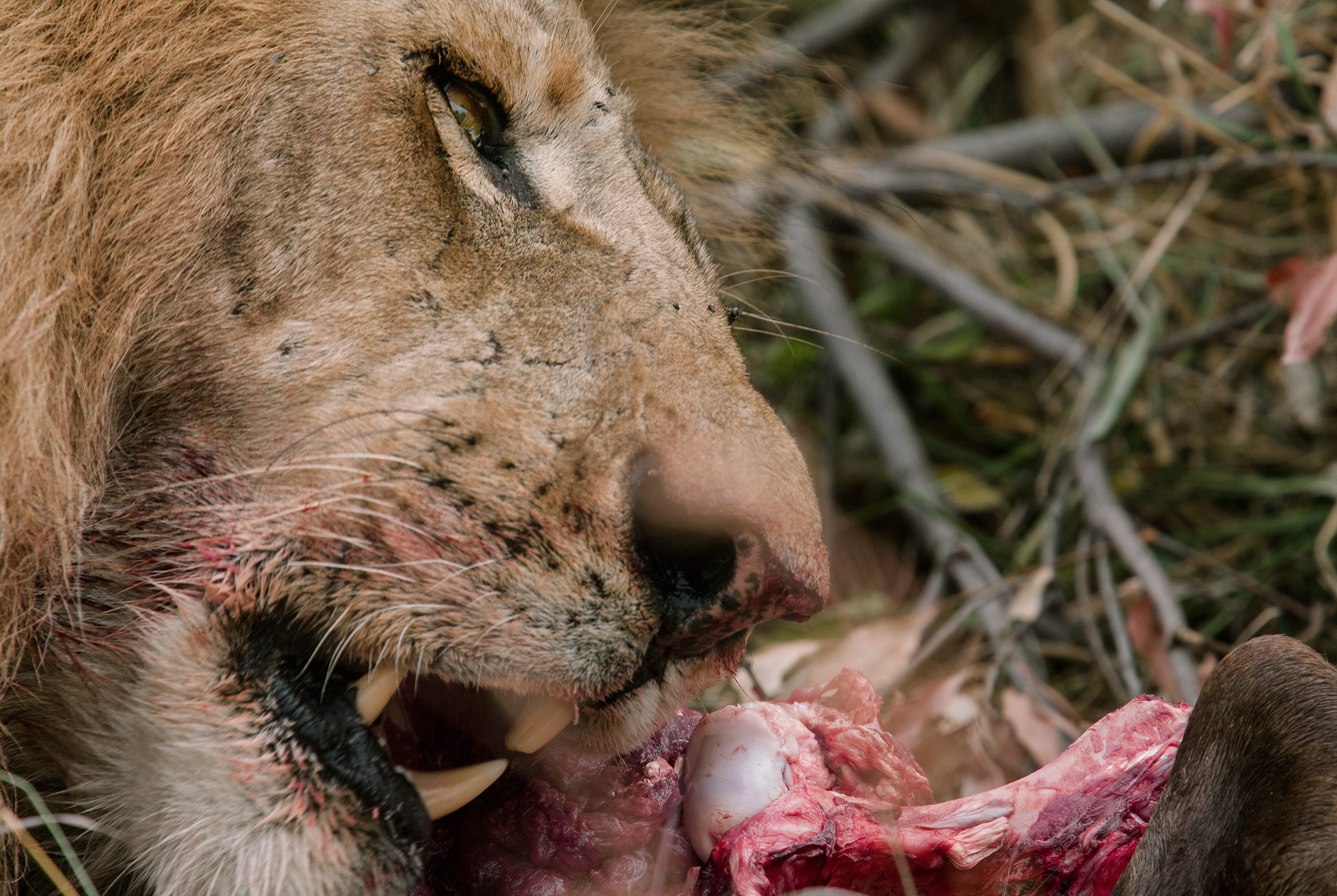 lions roaring rain kenya tanzania reportage flavio_oliva_documentarist_director