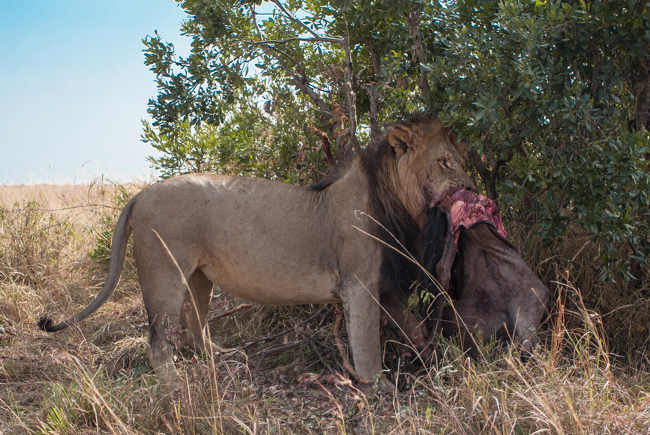 lions roaring rain kenya tanzania reportage flavio_oliva_documentarist_director