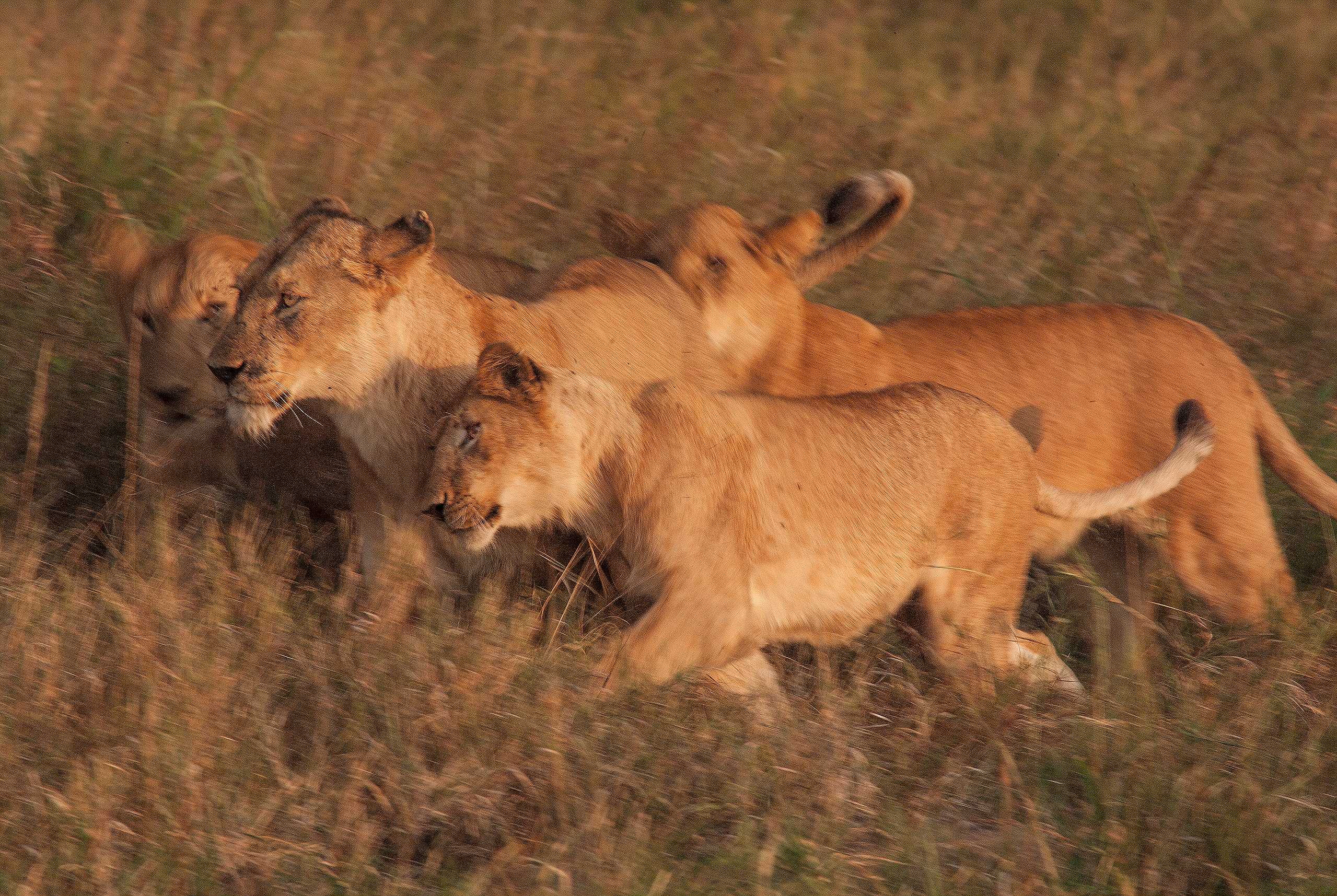 lions roaring rain kenya tanzania reportage flavio_oliva_documentarist_director