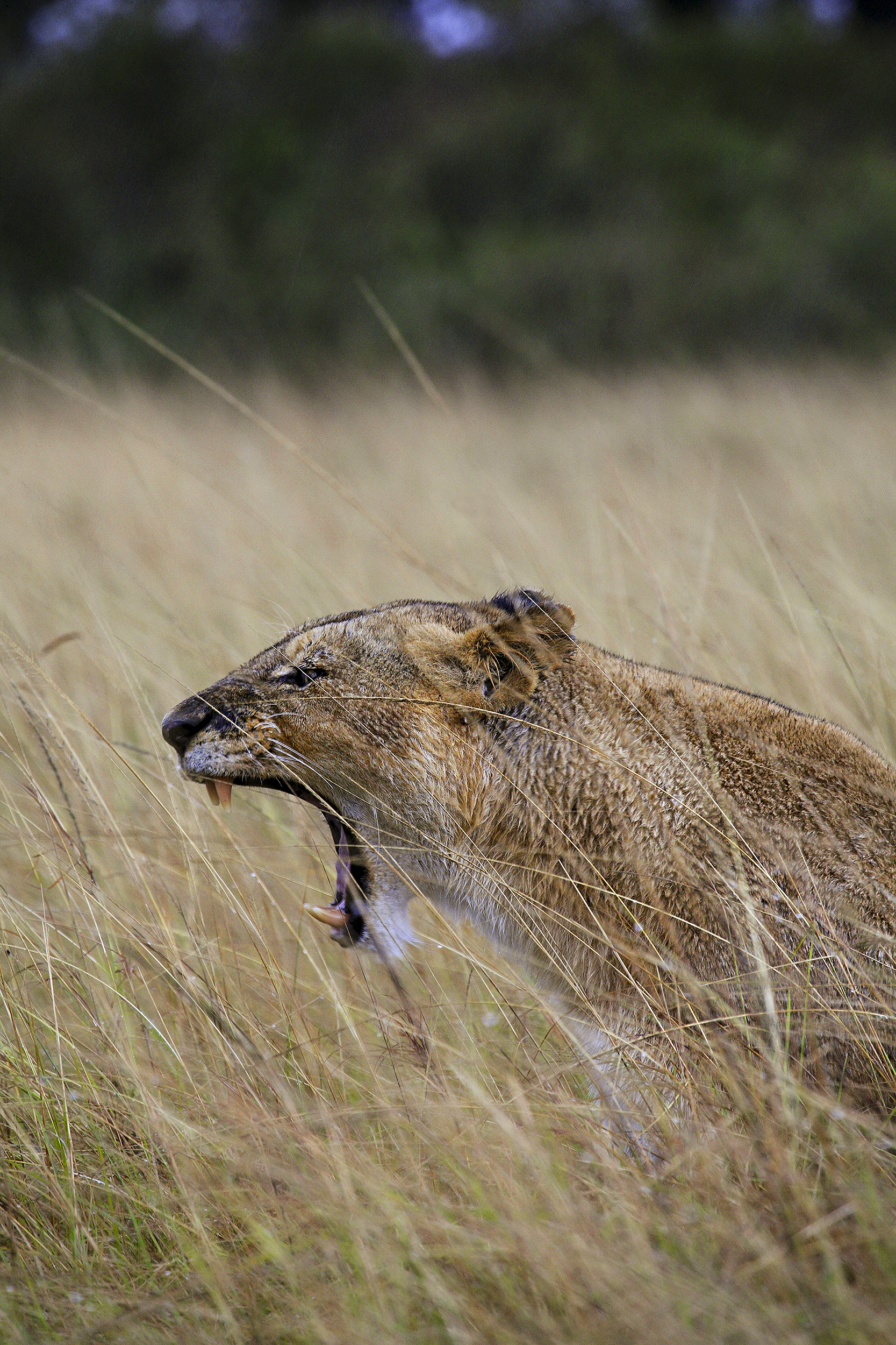 lions roaring rain kenya tanzania reportage flavio_oliva_documentarist_director