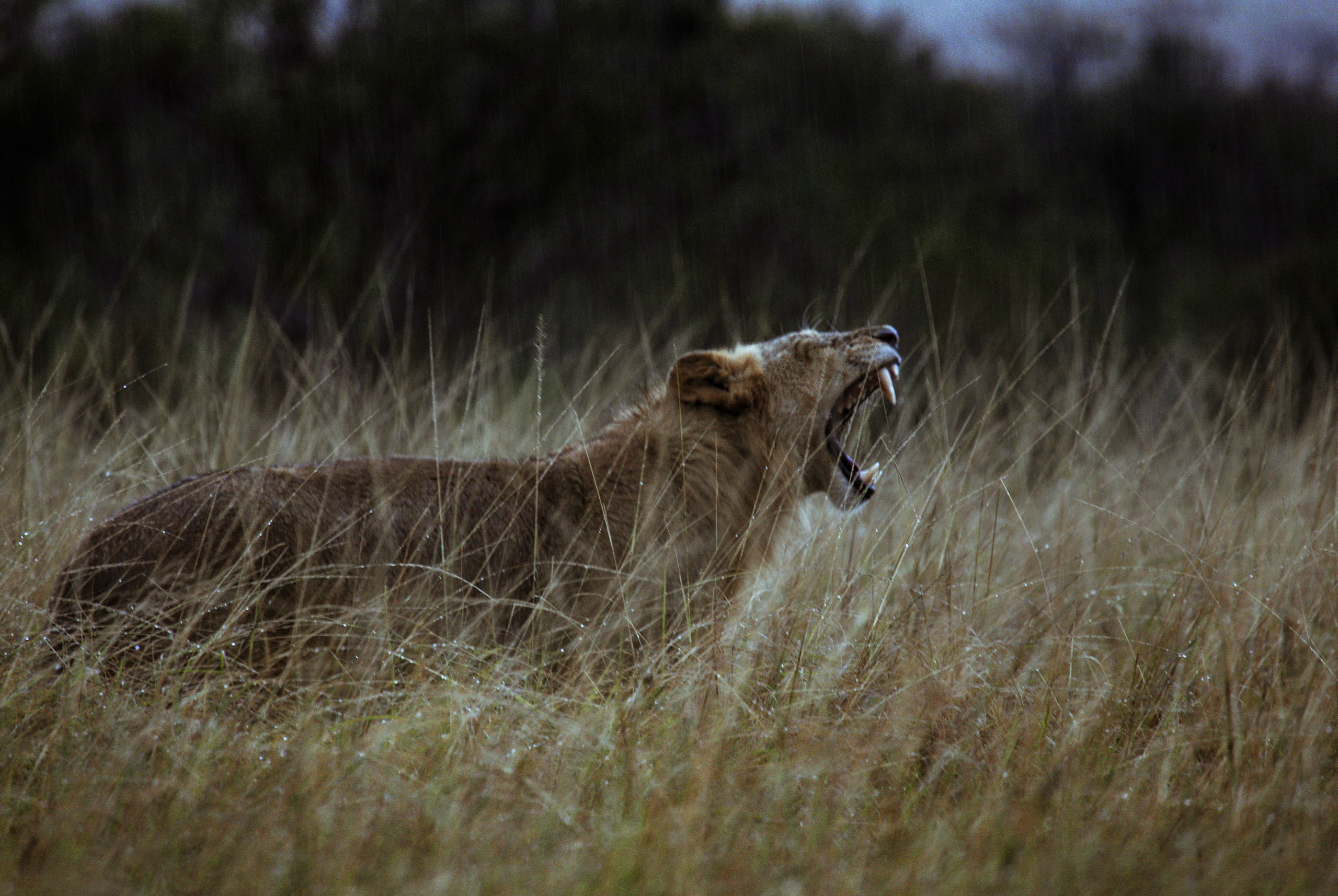 lions roaring rain kenya tanzania reportage flavio_oliva_documentarist_director