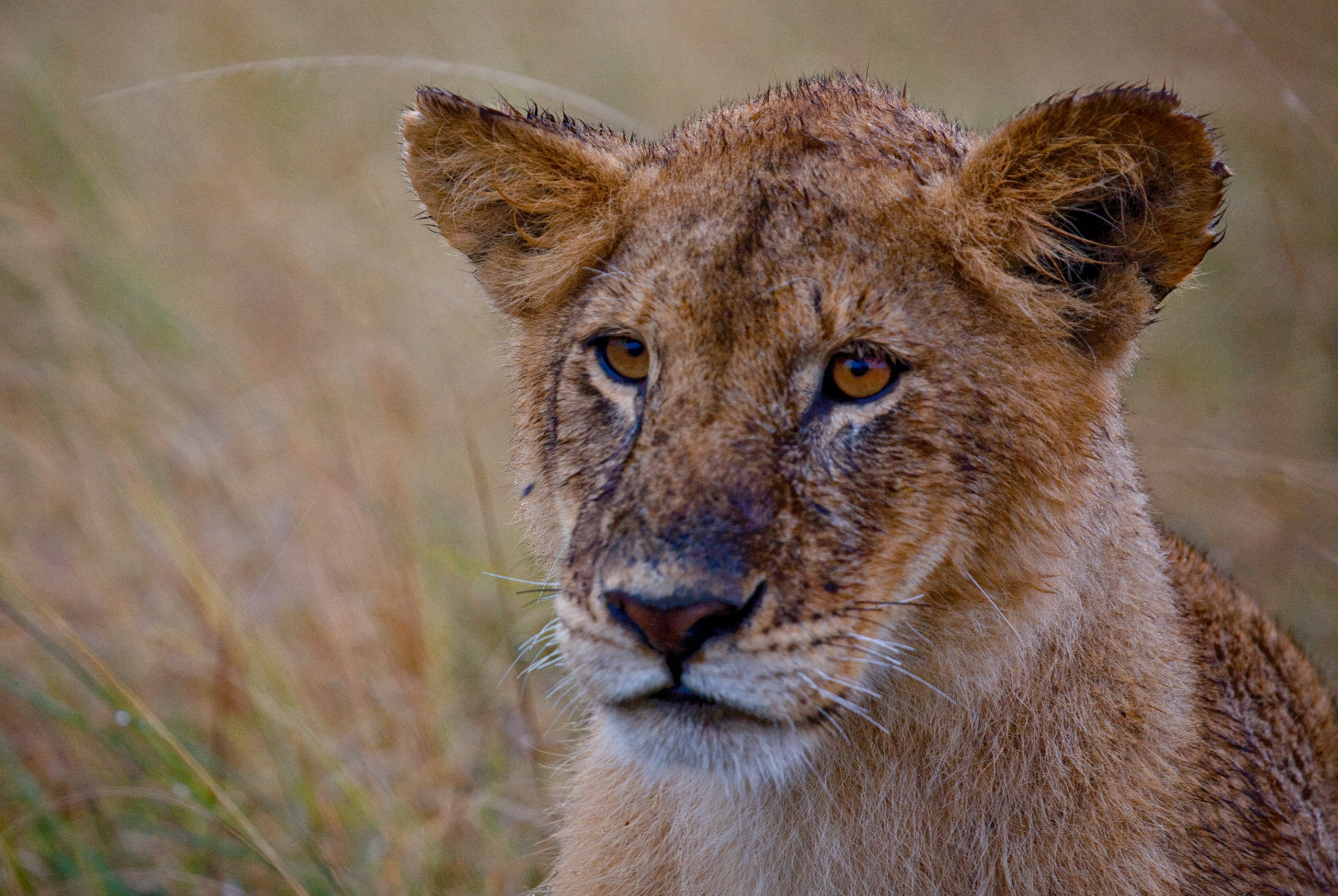 lions roaring rain kenya tanzania reportage flavio_oliva_documentarist_director