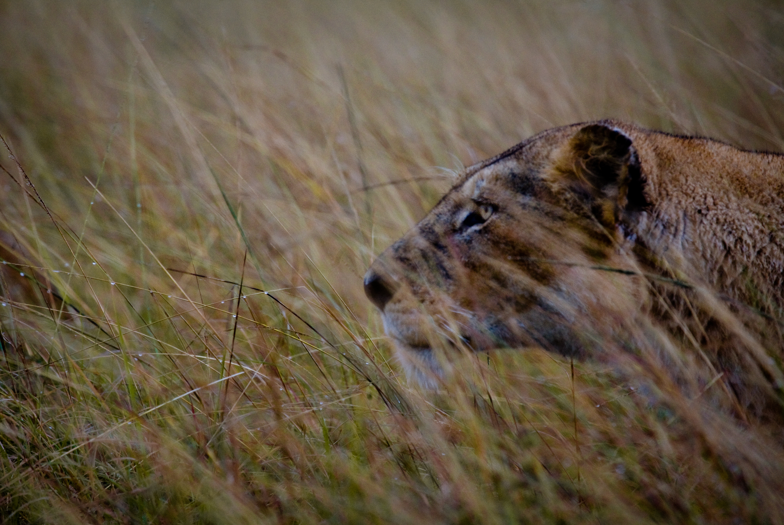 lions roaring rain kenya tanzania reportage flavio_oliva_documentarist_director