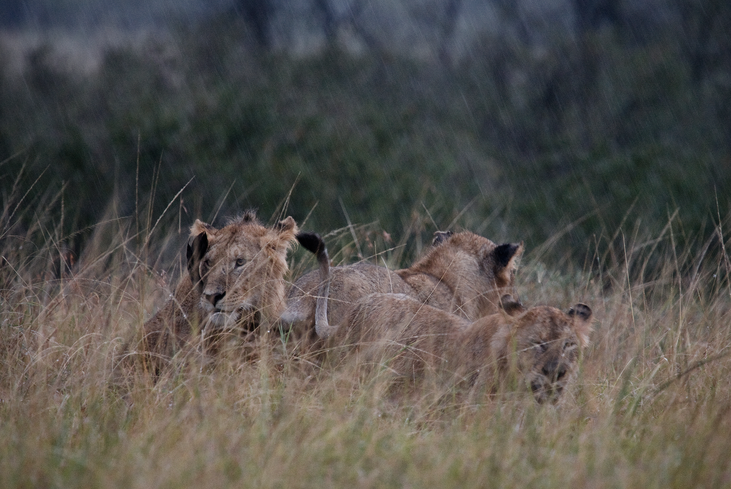 lions roaring rain kenya tanzania reportage flavio_oliva_documentarist_director