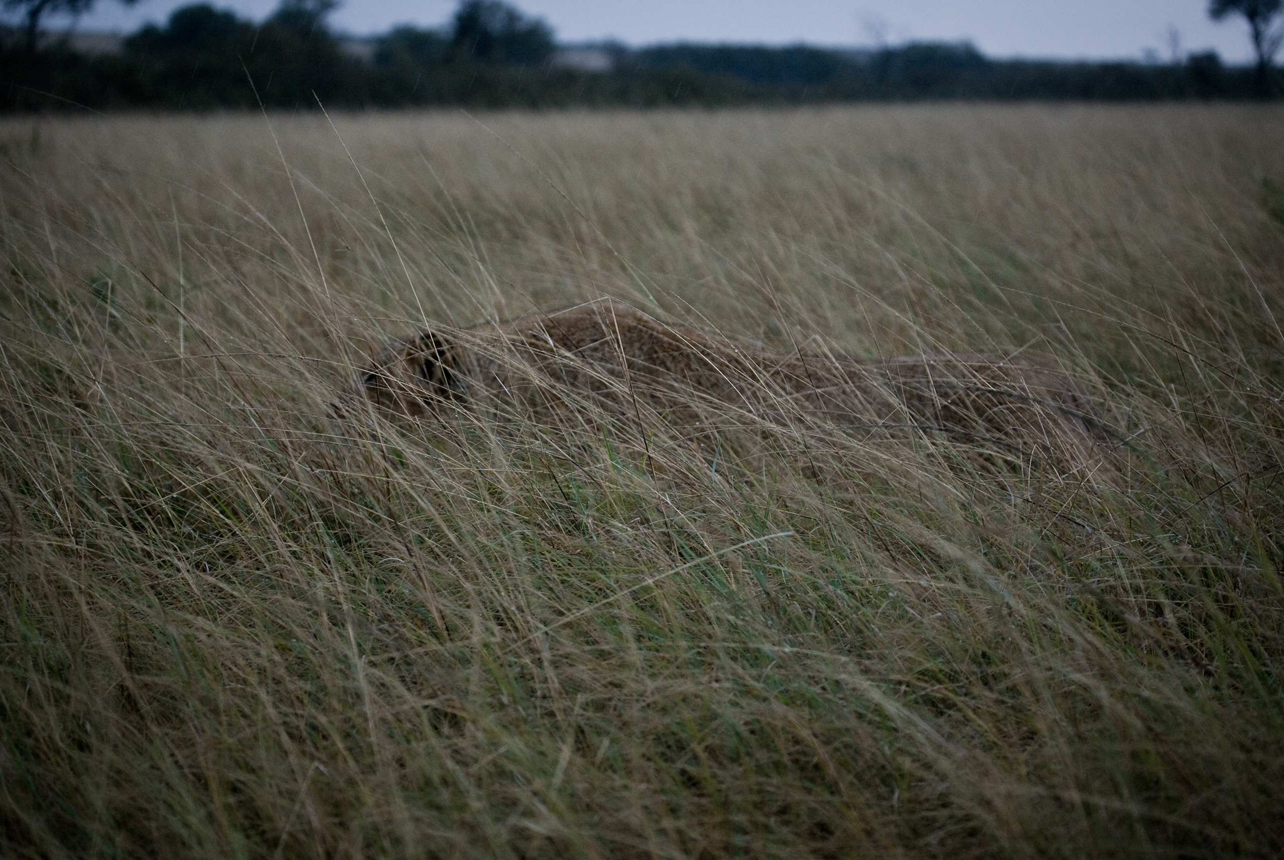 lions roaring rain kenya tanzania reportage flavio_oliva_documentarist_director