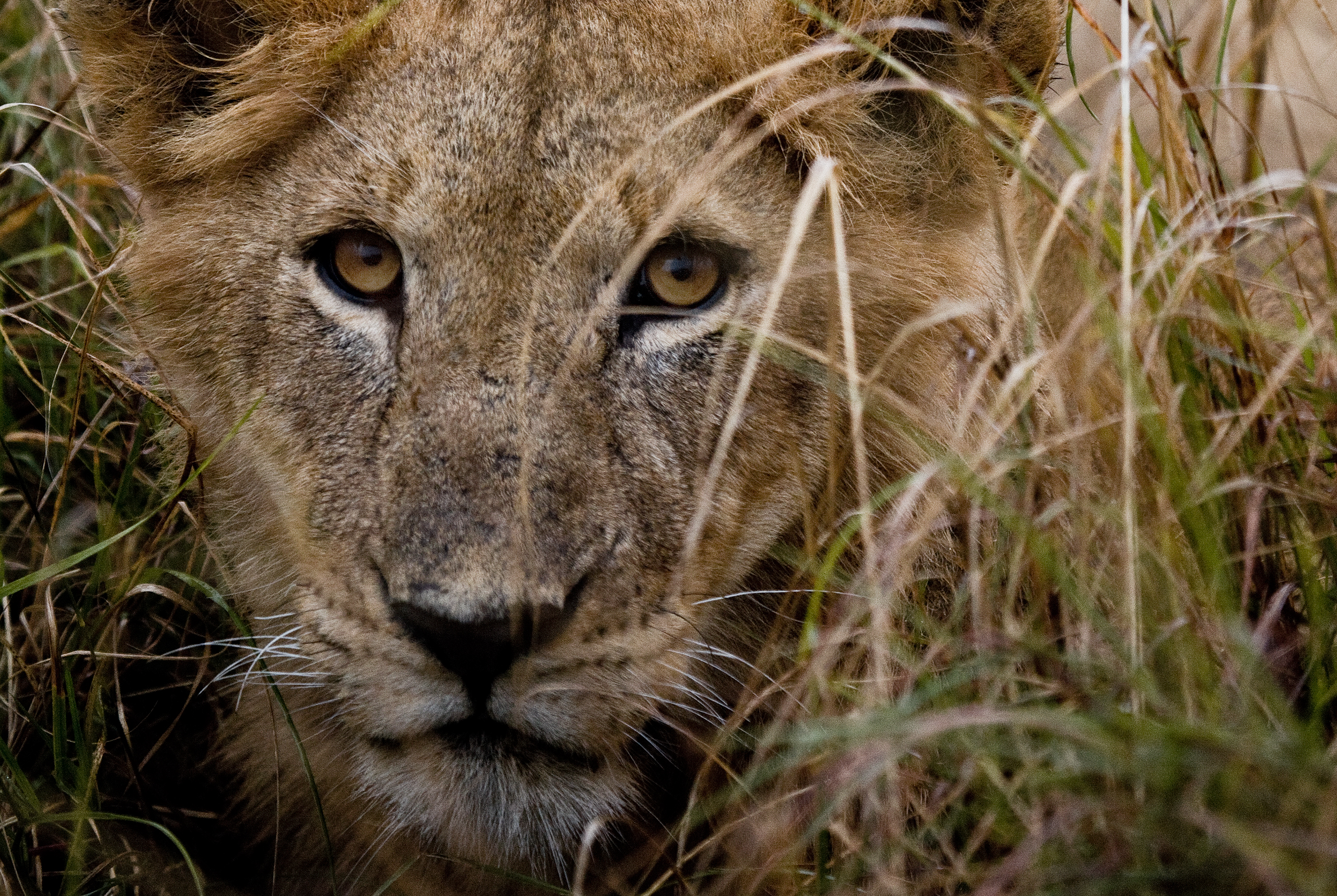 lions roaring rain kenya tanzania reportage flavio_oliva_documentarist_director
