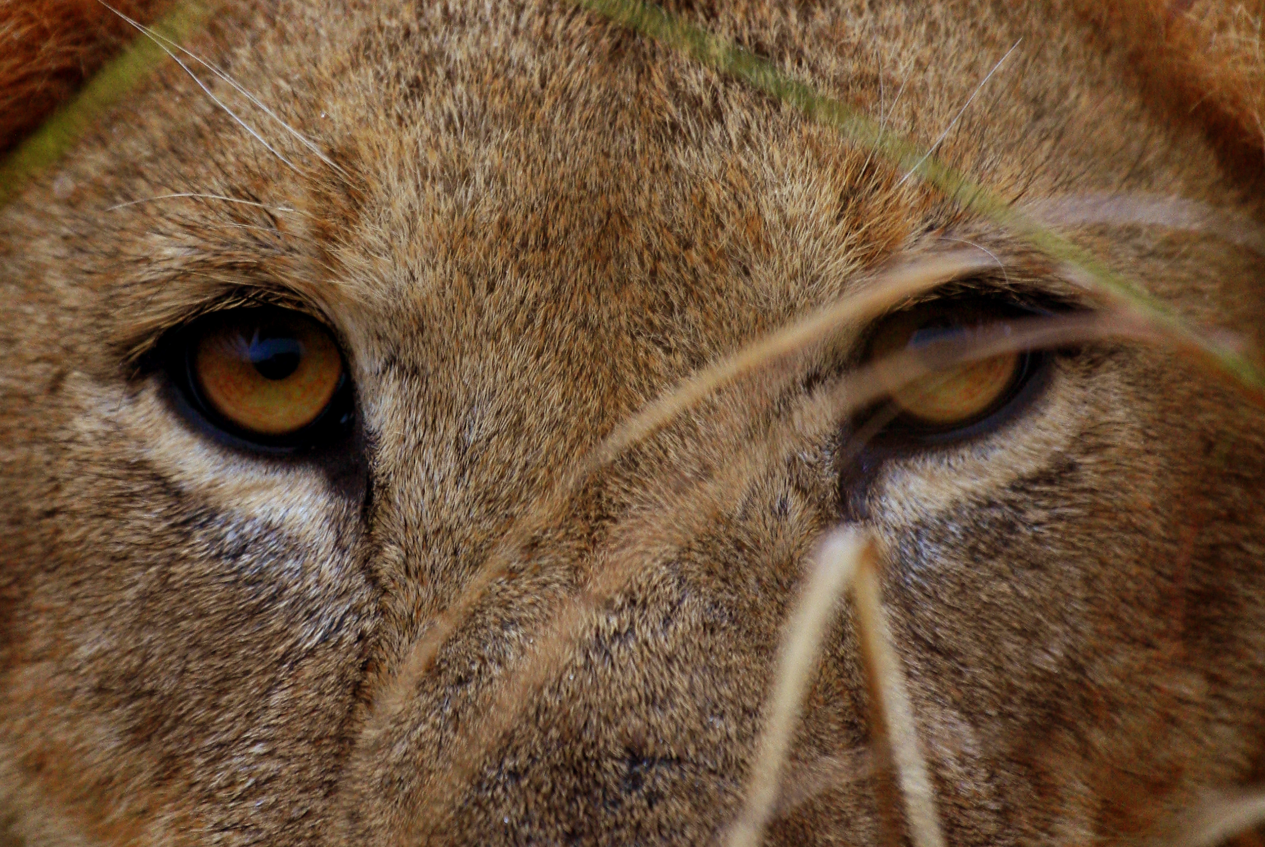 lions roaring rain kenya tanzania reportage flavio_oliva_documentarist_director