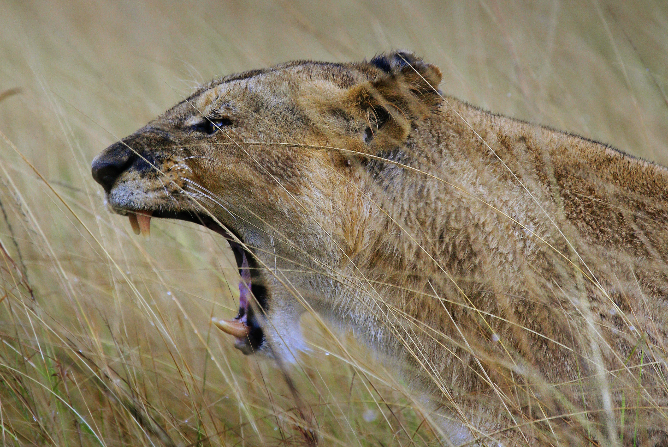 lions roaring rain kenya tanzania reportage flavio_oliva_documentarist_director