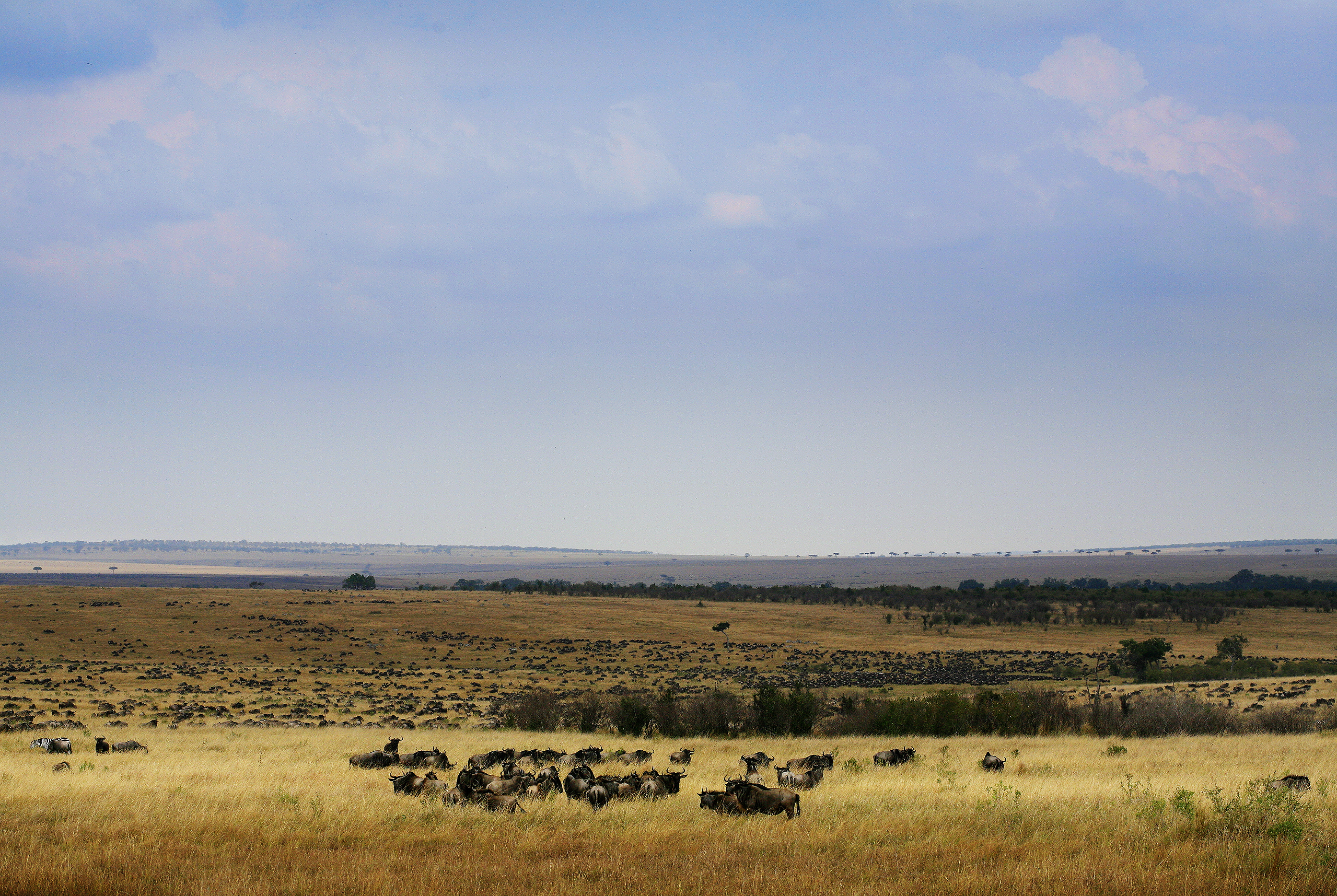 lions roaring rain kenya tanzania reportage flavio_oliva_documentarist_director